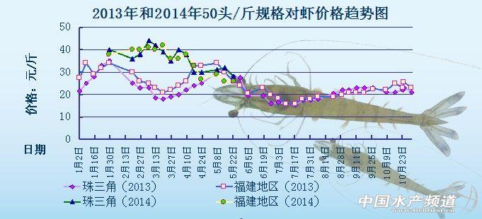 蝦價格最新行情解析，市場走勢分析與觀點闡述