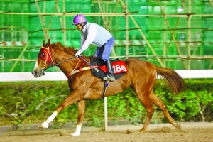 澳門今晚開特馬四不像圖,快捷方案問題解決_V212.221